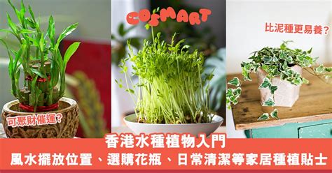 芙蓉擺放位置|芙蓉種植風水：農曆何日最吉祥？